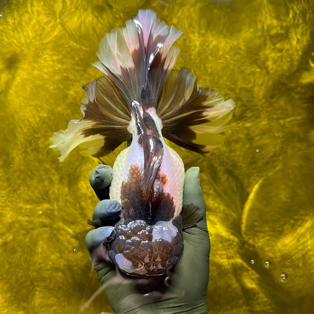 Panda oranda macho de grado AAA de 7 a 7,5 pulgadas n.º 0609OR_06
