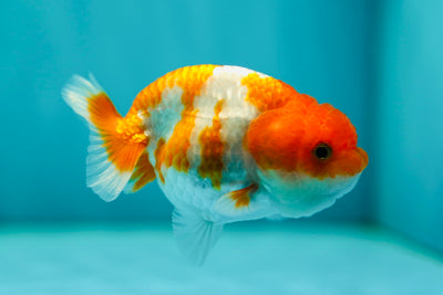 Lionchu Male 3.2 inches #0519LC_01