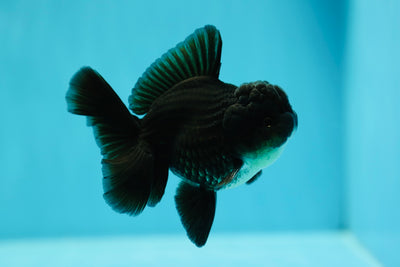 Black Oranda Male 3-3.5 inches #0602OR_48