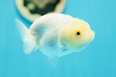 Femelle Lionchu blanche neige marbrée de catégorie A de 3,5 à 4 pouces #0623LC_25