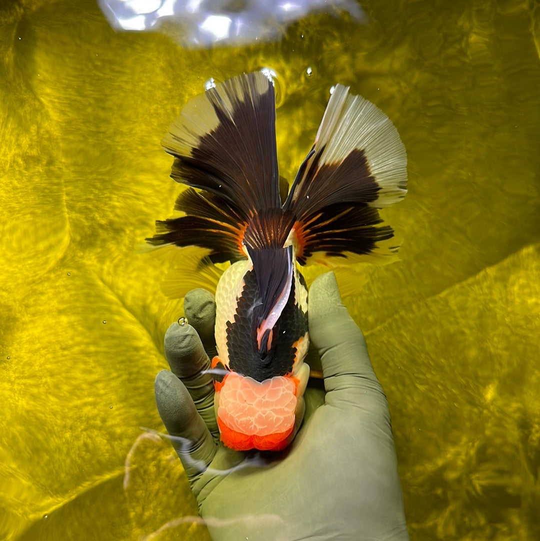 A Grade Tricolor Oranda Male 5.5 inches #0609OR_05