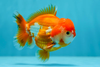 AAA Grade Chonky Red White Yuanbao Male 4-4.5 inches #0629YB_24