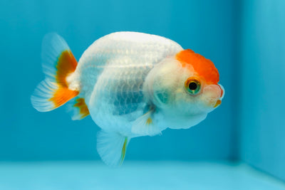 Tancho Lionchu Female 3-3.5 inches #0629LC_31