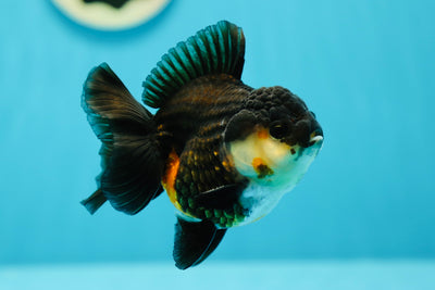 A Grade Tricolor Oranda Male 4 inches #0616OR_17