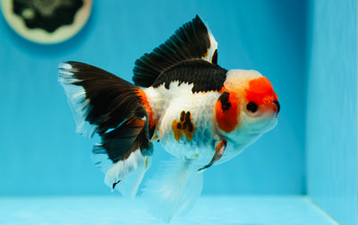 A Grade Tricolor Oranda Male 5.5 inches #0609OR_05