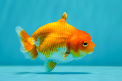 Shark Lionchu Female 3.5 inches #0602LC_08