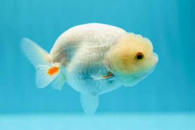 A Grade Lemonhead LionQueen 4 inches #0616_12