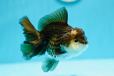 A Grade Panda Oranda Female 4.5 inches #0629OR_06