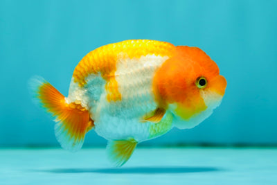 Lionchu Female 3.5 inches #0519LC_07