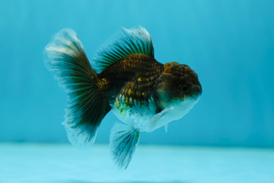 Kirin Oranda mâle de qualité A 3,5 pouces #0721OR_35