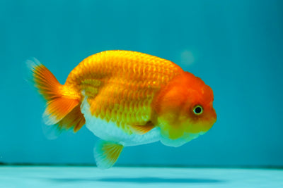 Lionchu Female 3-3.5 inches #0526LC_39