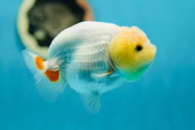 Rouge à lèvres Lemonhead de qualité A LionKing 4-4,5 pouces #0714LC_11