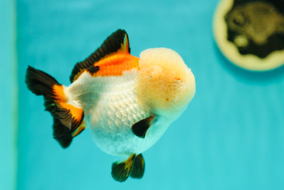 A Grade Tricolor Yuanbao Female 4.5 inches #0428YB_07