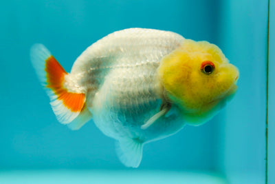 Lemonhead Lionchu Female 3-3.5 inches #0512LC_10