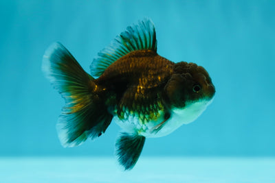 Femelle Kirin foncé 3-3,5 pouces #0602OR_37