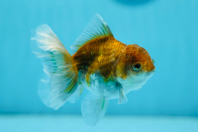 Kirin Oranda Femelle 3,5-4 pouces #0721OR_25