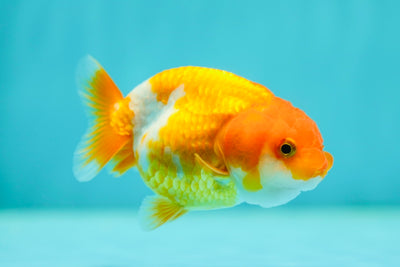 Lionchu Female 3-3.2 inches #0512LC_19