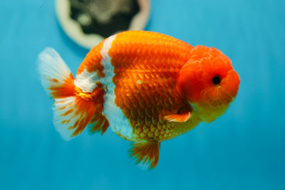 AAA Grade Super Chunky Red White LionKing 5 inches #0721LC_222