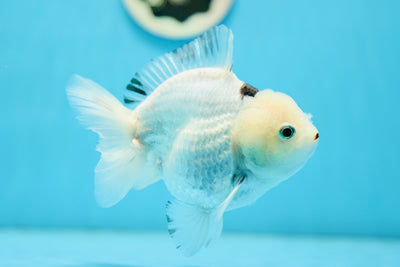 Panda Yuanbao mâle de catégorie A 4,5 pouces #0728YB_19