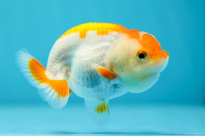 Lionchu Male 3.-3.5 inches #0609LC_24