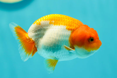 Lionchu hembra de 3,5 pulgadas #0512LC_05