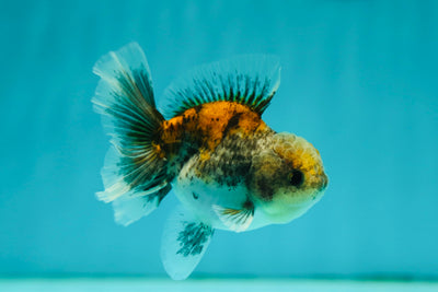 Calico Kirin Oranda Mâle 3,5 pouces #0526OR_03