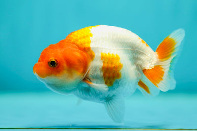 Lionchu Female 3.5 inches #0512LC_09