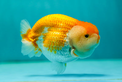 LionQueen grueso de grado AAA de 4 a 4,5 pulgadas n.° 0505LC_17