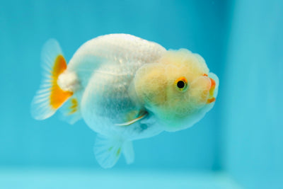 Lionchu Male 3-3.5 inches #0602LC_14