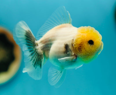 Oranda Granite à tête de citron mâle 3,2-3,5 pouces #0526OR_05