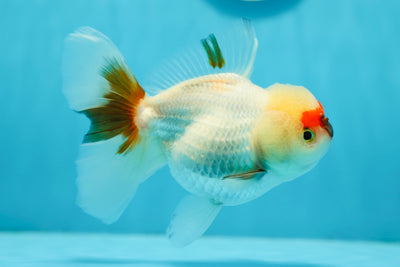 A Grade Tricolor Oranda Female 5 inches #0707OR_14