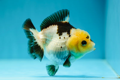 AAA Grade Lemonhead Panda Yuanbao Female 4 inches #0609YB_09