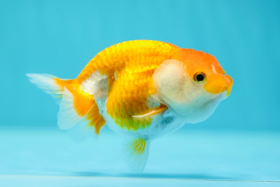 Lionchu Male 3-3.5 inches #0602LC_13