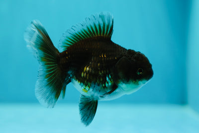 Dark Kirin Oranda Female 3.5 inches #0602OR_33