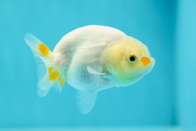 Lionchu Female 3-3.5 inches #0602LC_05