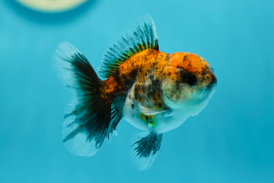 Calico Oranda Female 3-3.5 inches #0602OR_34