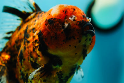 Femelle Oranda Jumbo Tiger de catégorie Show Grade 6-6,5 pouces #0526OR_08