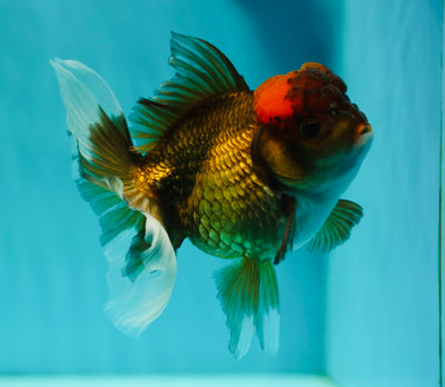 Oranda à tête rouge 5 pouces #0512OR_26