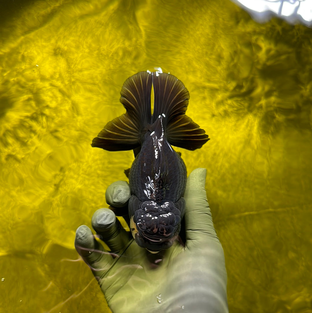 Panda oranda macho de grado AAA de 4 a 4,5 pulgadas n.º 0609OR_01