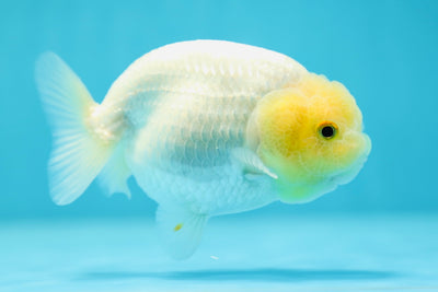 A Grade Lemonhead Lionchu Male 3.5-4 inches #0609LC_12