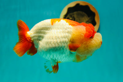 León reina gigante de 6 pulgadas de grado SHOW #0428LC_02