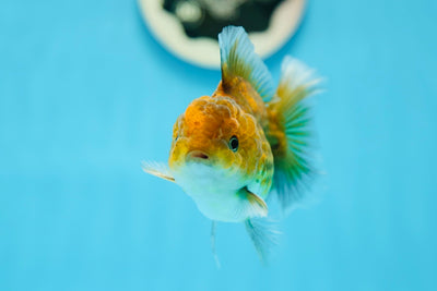 Tigre Oranda mâle 3,5 pouces #0728OR_22