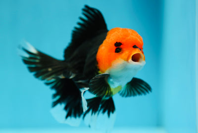 AAA Grade Tricolor Oranda Male 4.5-5 inches #0616_07