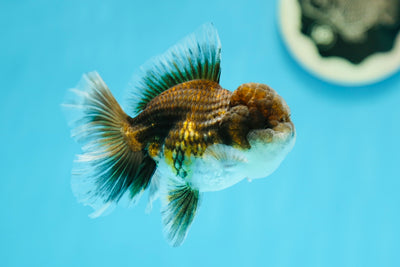 Kirin Oranda mâle de qualité A 4 pouces #0629OR_16