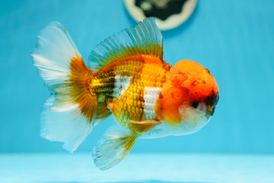 A Grade Tricolor Jumbo Oranda Male 5.5-6 inches #0629OR_14