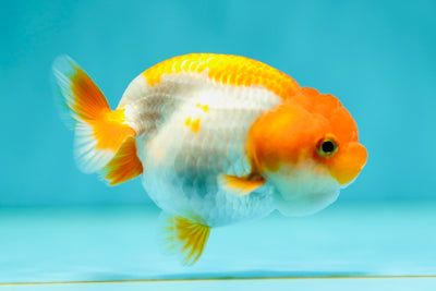 Lionchu Female 3-3.5 inches #0519LC_05