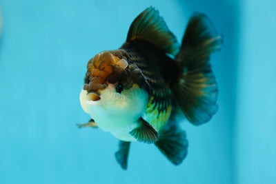 A Grade Tricolor Oranda Male 4.5-5 inches #0623OR_17