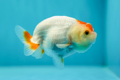 Lionchu Male 3-3.5 inches #0602LC_17