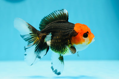 A Grade Red Head Tricolor Oranda Female 4.5-5 inches #0629OR_01