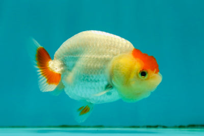 Tancho Lionchu Female 3-3.5 inches #0512LC_17